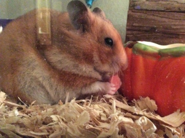 Peanut the Syrian hamster