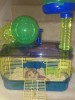 Noodles_New_Cage_2012_06-06.jpg