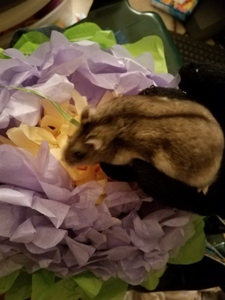Hamtaro sniffing the paper flower
